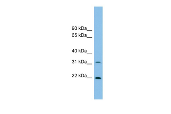 Foxn2 Rabbit Polyclonal Antibody