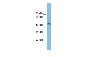 Fam172a Rabbit Polyclonal Antibody