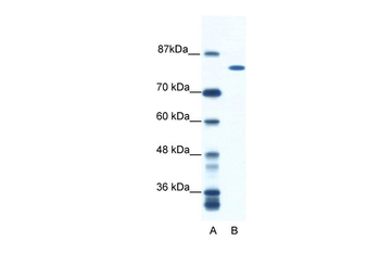 DHX16 Rabbit Polyclonal Antibody
