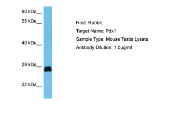 PDX1 Rabbit Polyclonal Antibody