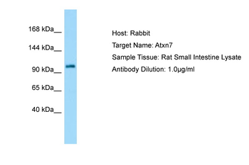 Atxn7 Rabbit Polyclonal Antibody