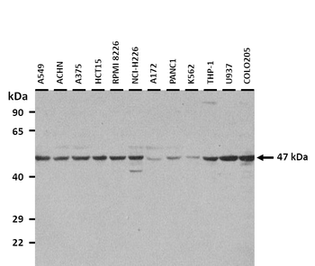 ENO1 Rabbit Polyclonal Antibody