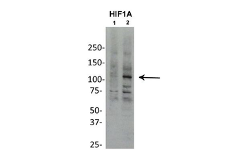 HIF1A Rabbit Polyclonal Antibody