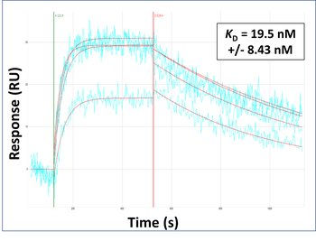 BRDT Rabbit Polyclonal Antibody