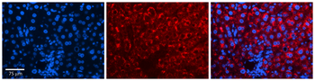 IRF1 Rabbit Polyclonal Antibody