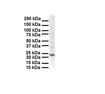 SOX2 Rabbit Polyclonal Antibody