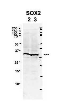 SOX2 Rabbit Polyclonal Antibody