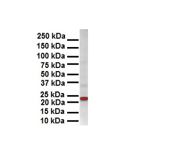 SOX2 Rabbit Polyclonal Antibody