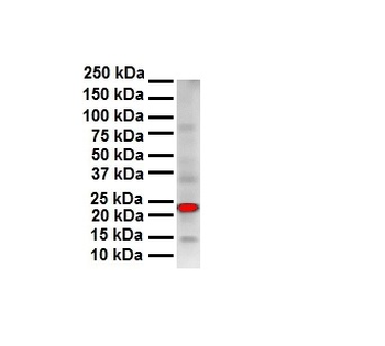 SOX2 Rabbit Polyclonal Antibody
