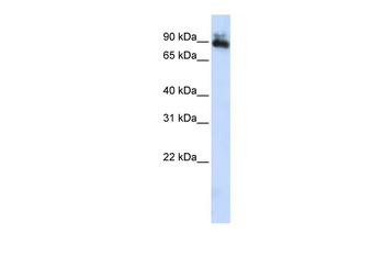 SP4 Rabbit Polyclonal Antibody