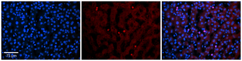 TEAD4 Rabbit Polyclonal Antibody