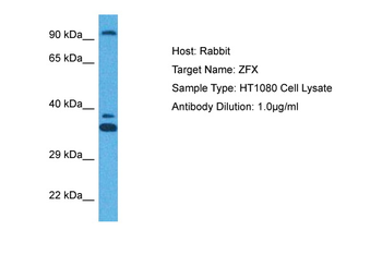 ZFX Rabbit Polyclonal Antibody