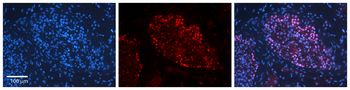 BUD31 Rabbit Polyclonal Antibody