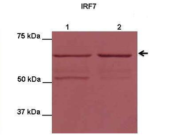 IRF7 Rabbit Polyclonal Antibody
