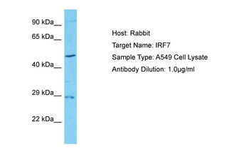 IRF7 Rabbit Polyclonal Antibody