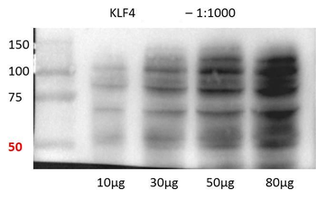 KLF4 Rabbit Polyclonal Antibody