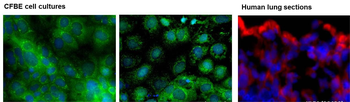 KLF4 Rabbit Polyclonal Antibody