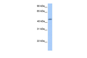 KLF4 Rabbit Polyclonal Antibody