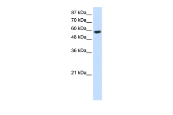RNF14 Rabbit Polyclonal Antibody