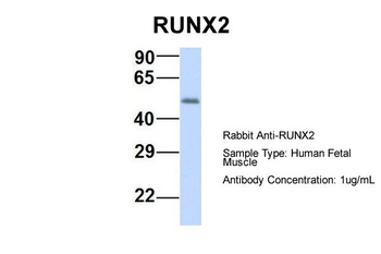 RUNX2 Rabbit Polyclonal Antibody