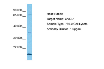 OVOL1 Rabbit Polyclonal Antibody