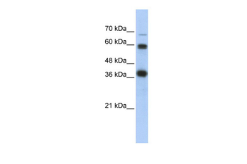 NRF1 Rabbit Polyclonal Antibody