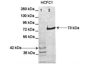 HCFC1 Rabbit Polyclonal Antibody