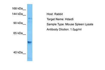 Hdac6 Rabbit Polyclonal Antibody