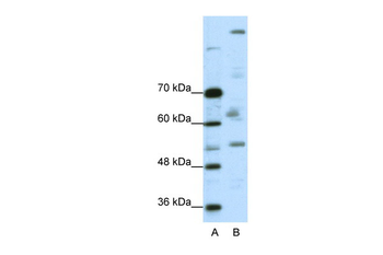 PEG3 Rabbit Polyclonal Antibody