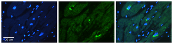 KAT5 Rabbit Polyclonal Antibody