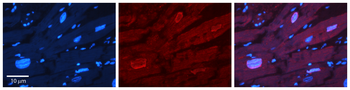 ERF Rabbit Polyclonal Antibody