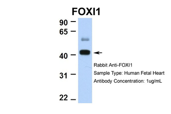FOXI1 Rabbit Polyclonal Antibody