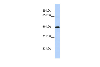 FOXI1 Rabbit Polyclonal Antibody