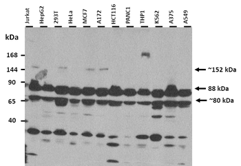 BRD4 Rabbit Polyclonal Antibody