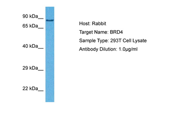 BRD4 Rabbit Polyclonal Antibody