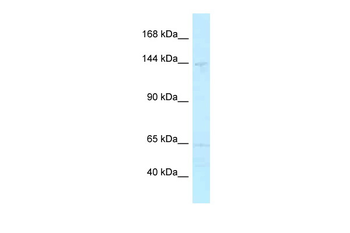 MYBBP1A Rabbit Polyclonal Antibody