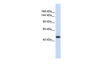 GREB1 Rabbit Polyclonal Antibody