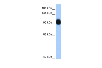 RNF10 Rabbit Polyclonal Antibody