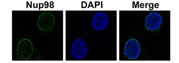 NUP98 Rabbit Polyclonal Antibody
