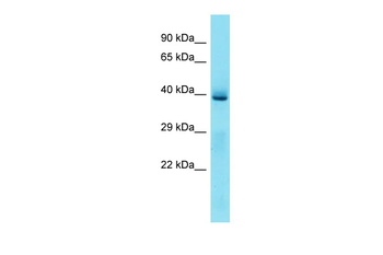 Klf3 Rabbit Polyclonal Antibody