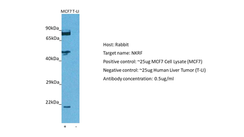 NKRF Rabbit Polyclonal Antibody