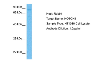 NOTCH1 Rabbit Polyclonal Antibody