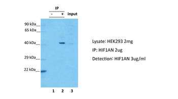 HIF1AN Rabbit Polyclonal Antibody