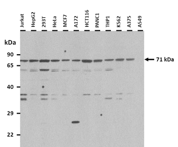 ARNTL2 Rabbit Polyclonal Antibody