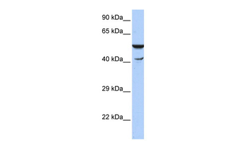 HSPBAP1 Rabbit Polyclonal Antibody