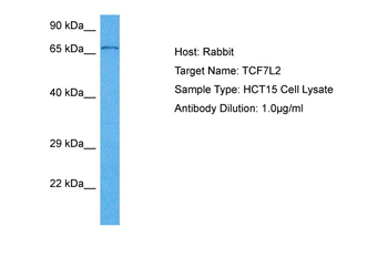 TCF7L2 Rabbit Polyclonal Antibody