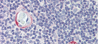 CPXCR1 Rabbit Polyclonal Antibody