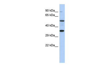 CREB1 Rabbit Polyclonal Antibody