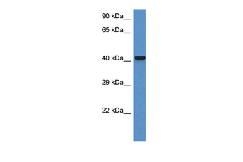 Zfp759 Rabbit Polyclonal Antibody