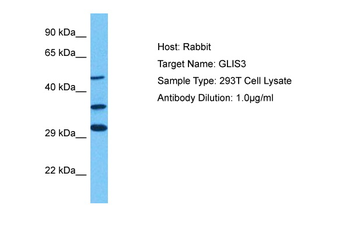 GLIS3 Rabbit Polyclonal Antibody